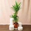 Tall Yucca Plant Pot