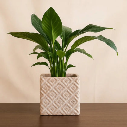 Peace Lily Plant Mud Pot