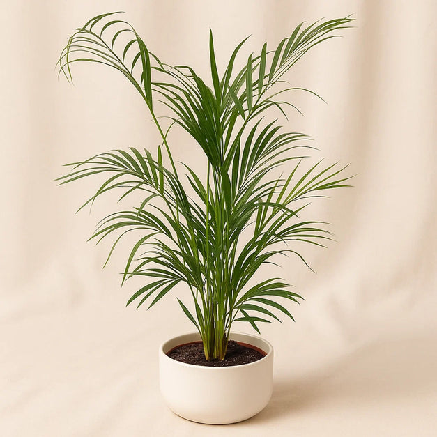 نبات أريكا الأخضر في أصيص أبيض