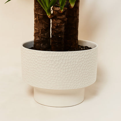 نبتة يوكا في وعاء سيراميك أبيض