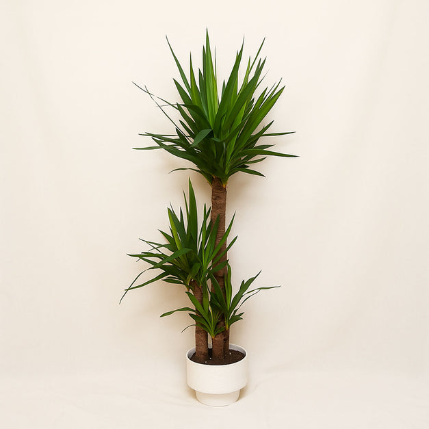 نبتة يوكا في وعاء سيراميك أبيض
