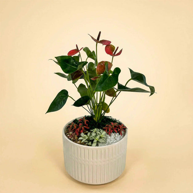 Pink Anthurium n Fittonia Garden