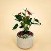 Pink Anthurium n Fittonia Garden