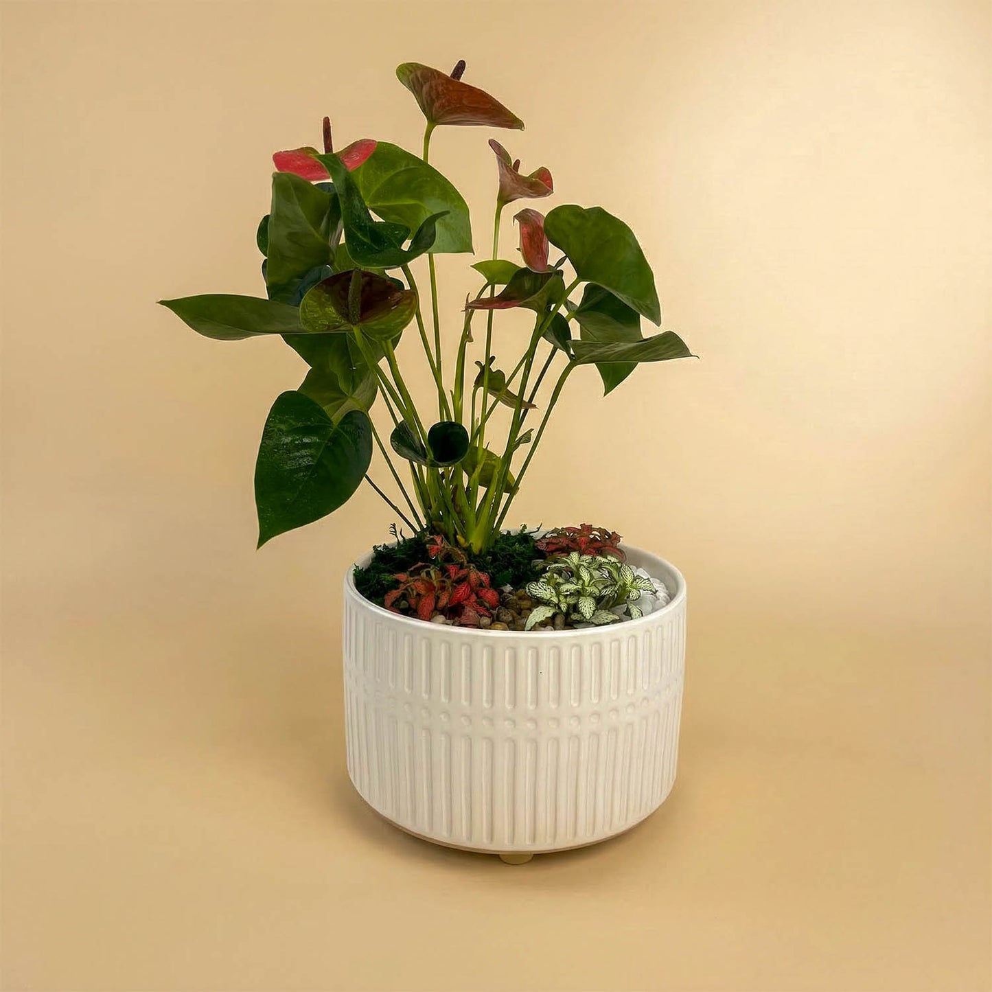 Pink Anthurium n Fittonia Garden