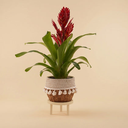 نبتة جوزمانيا الحمراء في أصيص أنيق