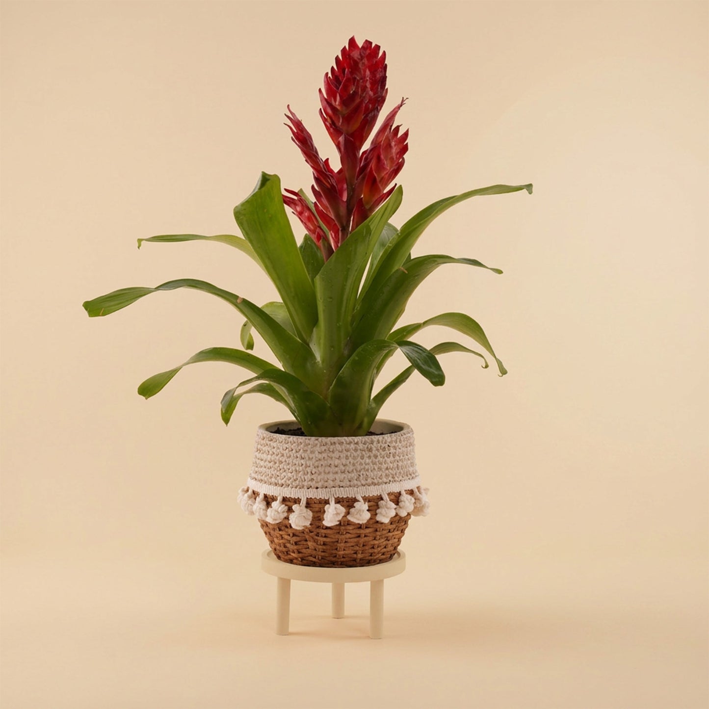  Red Guzmania Elegant Planter