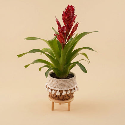 نبتة جوزمانيا الحمراء في أصيص أنيق