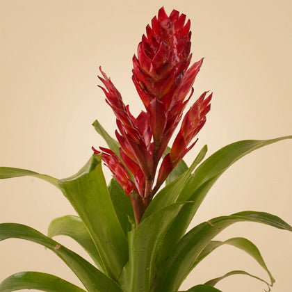 نبتة جوزمانيا الحمراء في أصيص أنيق