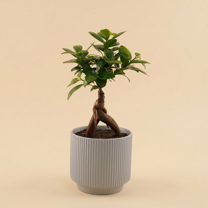 هدية نباتات داخلية | أصيص بونساي أنيق