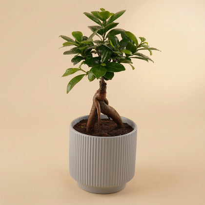 هدية نباتات داخلية | أصيص بونساي أنيق