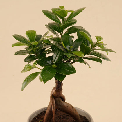 هدية نباتات داخلية | أصيص بونساي أنيق