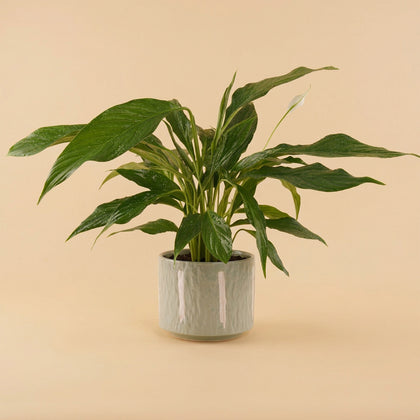 زنبق السلام | أصيص خزفي