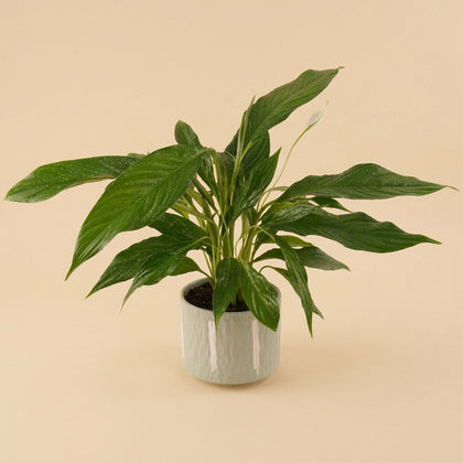 زنبق السلام | أصيص خزفي