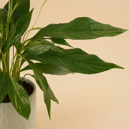 زنبق السلام | أصيص خزفي