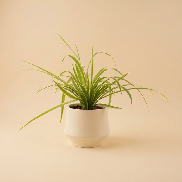 Chlorophytum or Spider Plant