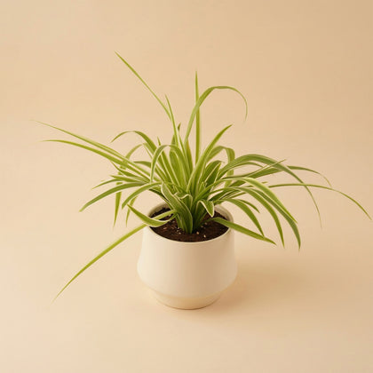Chlorophytum or Spider Plant