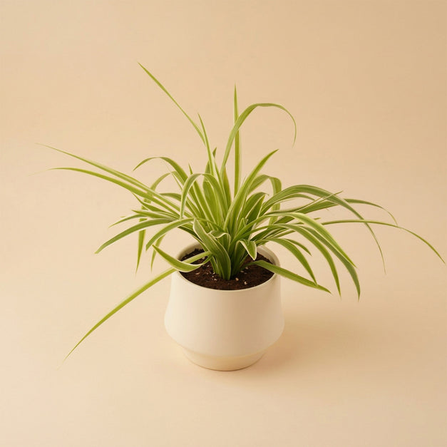 Chlorophytum or Spider Plant