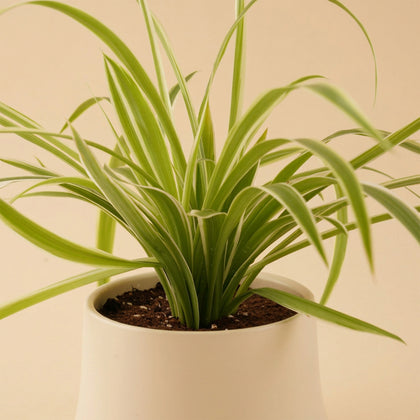 Chlorophytum or Spider Plant
