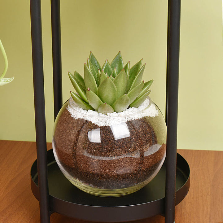 ستاند نباتات داخلية | بوتس واشفيريا