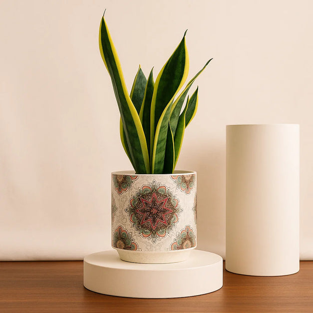 Snake Plant in Patterned Ceramic Pot
