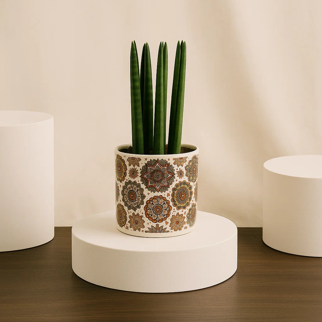 Sansevieria Plant | Elegant Pot
