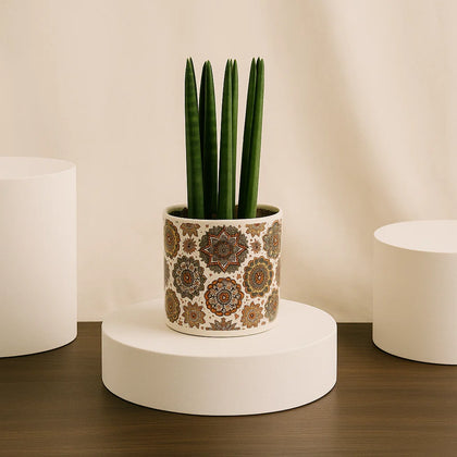 Sansevieria Plant | Elegant Pot